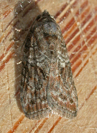 Small Characoma